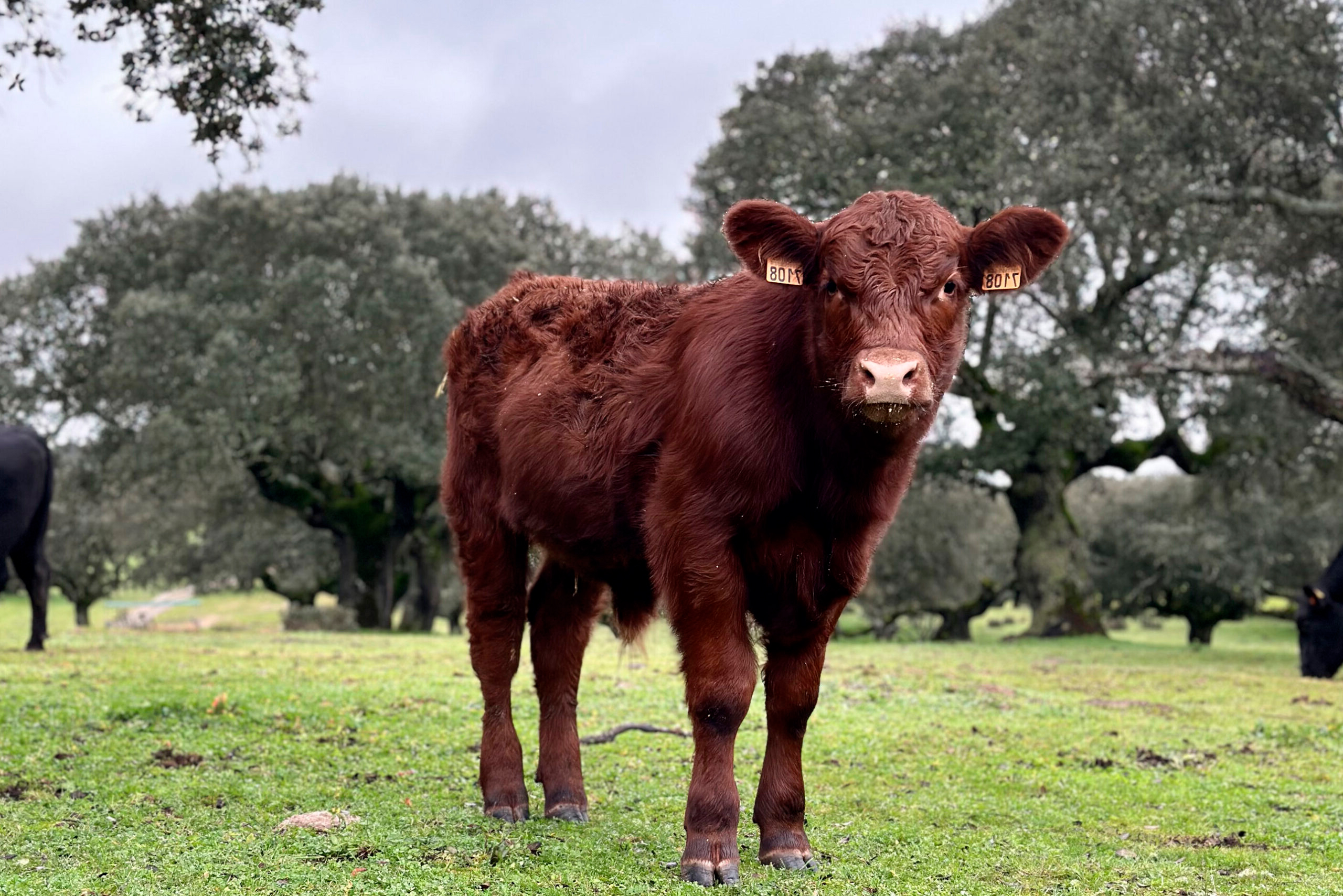 Calf-and-Young-Beef-Standard-certification